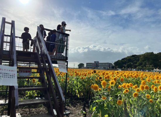 【お出かけ】夏休み最終日！筑西へ…県西総合公園とあけのひまわりフェスティバルへ+楽しい遊具と綺麗なお花！思いきり遊べたかな？！(1)