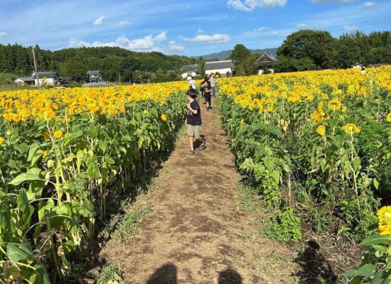 【お出かけ】夏休み最終日！筑西へ…県西総合公園とあけのひまわりフェスティバルへ+楽しい遊具と綺麗なお花！思いきり遊べたかな？！(2)